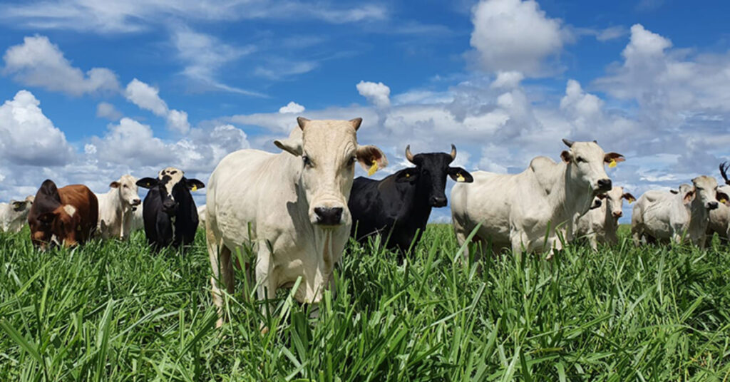 Embrapa valida diretrizes técnicas para produção de Carne Baixo Carbono • Portal DBO