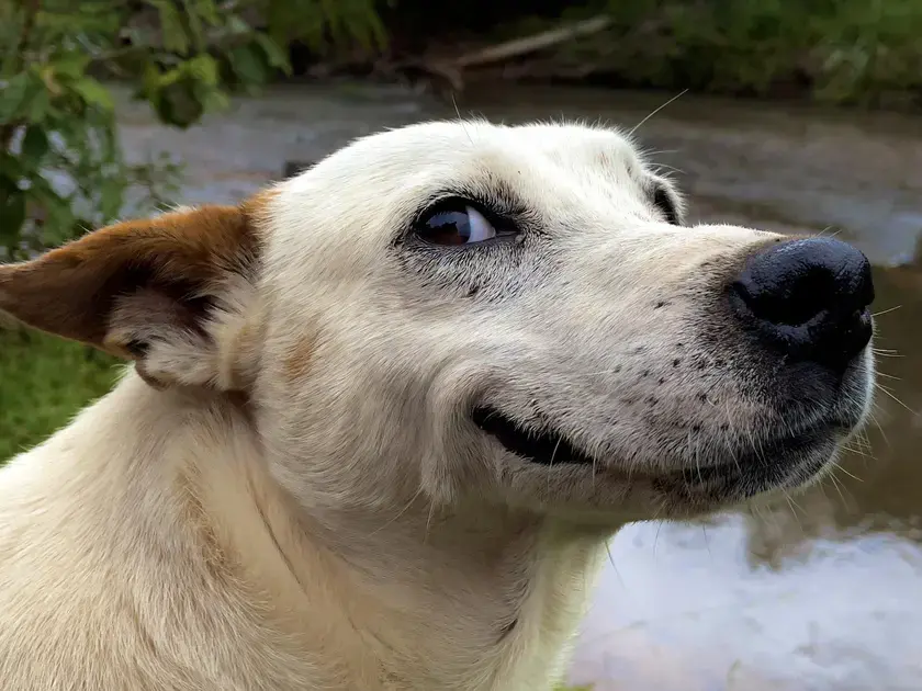 Especialidades Veterinárias