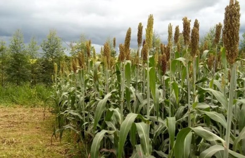 Estudo inovador sobre produção agropecuária no centro-oeste.