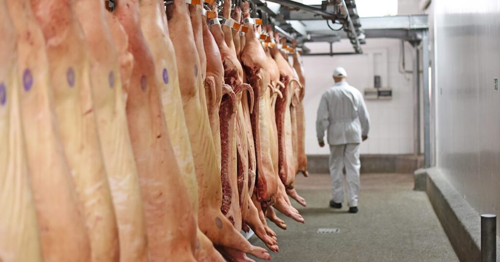 Exportações de carne suína brasileira em alta. 8 exportacoes de carne suina brasileira em alta 1