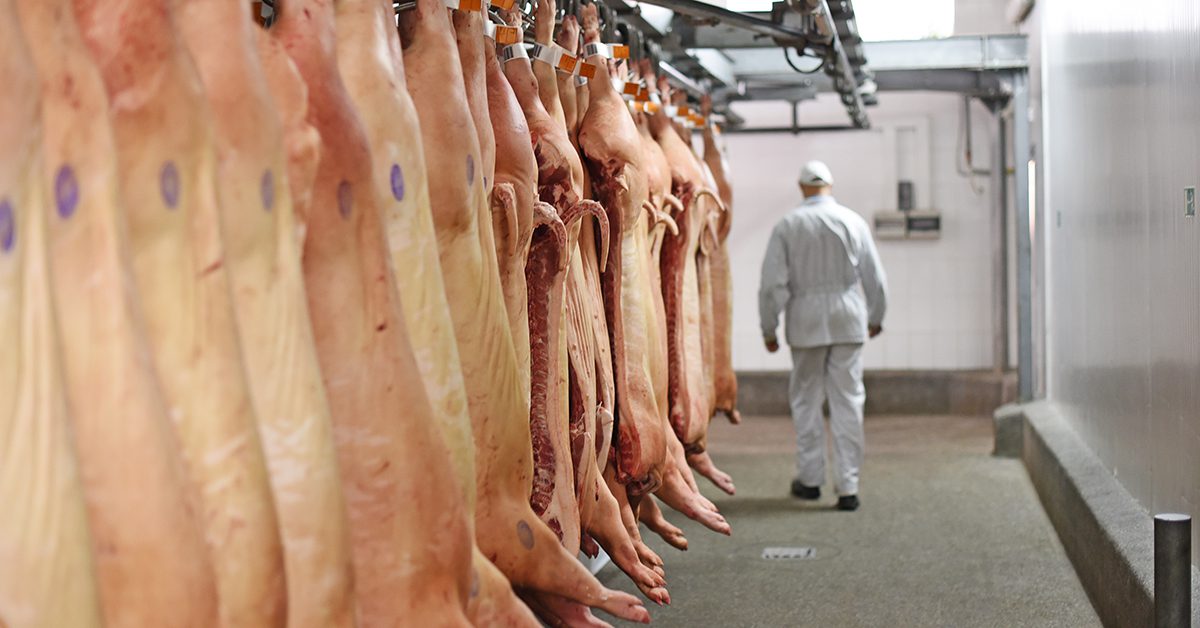 Exportações de carne suína brasileira em alta.
