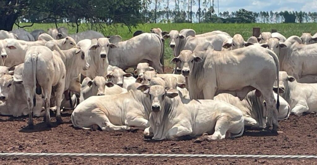 Primeira fazenda carne carbono neutro do Brasil volta a despontar em abate no MS