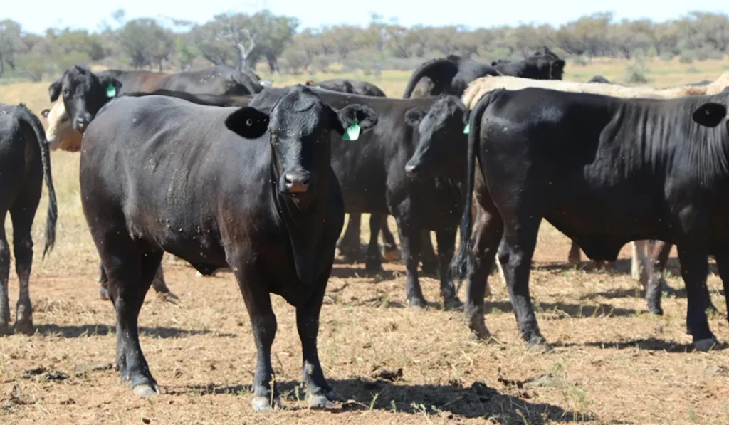 Fazendeira tem vacas roubadas e oferece recompensa de R$ 50 mil para quem encontrá-las | Boi