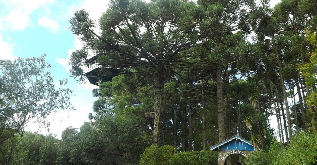 Ar frio polar atua na Região Sul