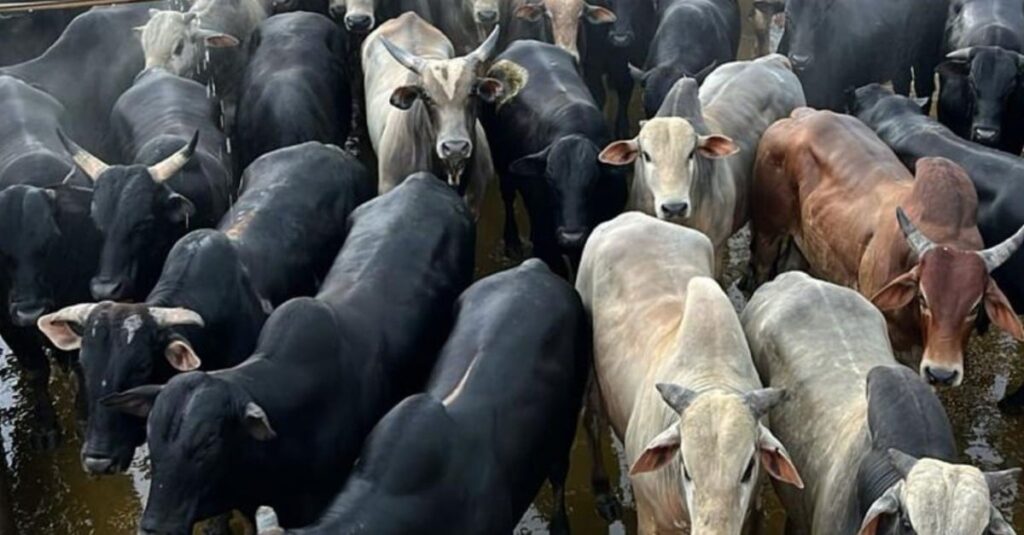 Gadão bruto semiconfinado é destaque de peso no município com maior rebanho do País!