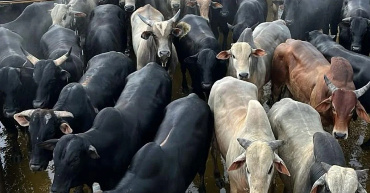 Gadão bruto semiconfinado é destaque de peso no município com maior rebanho do País!