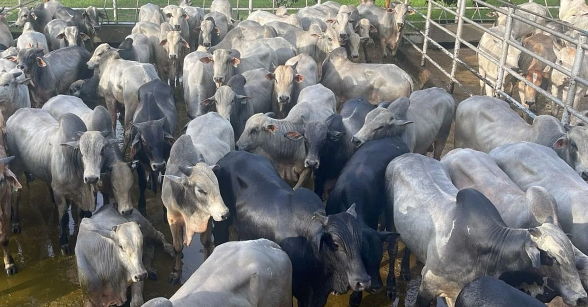 Gadão com quatro dentes e 21@ no Tocantins! 68 Gadão de até quatro dentes suplementado a pasto chega a quase 21@ no Tocantins