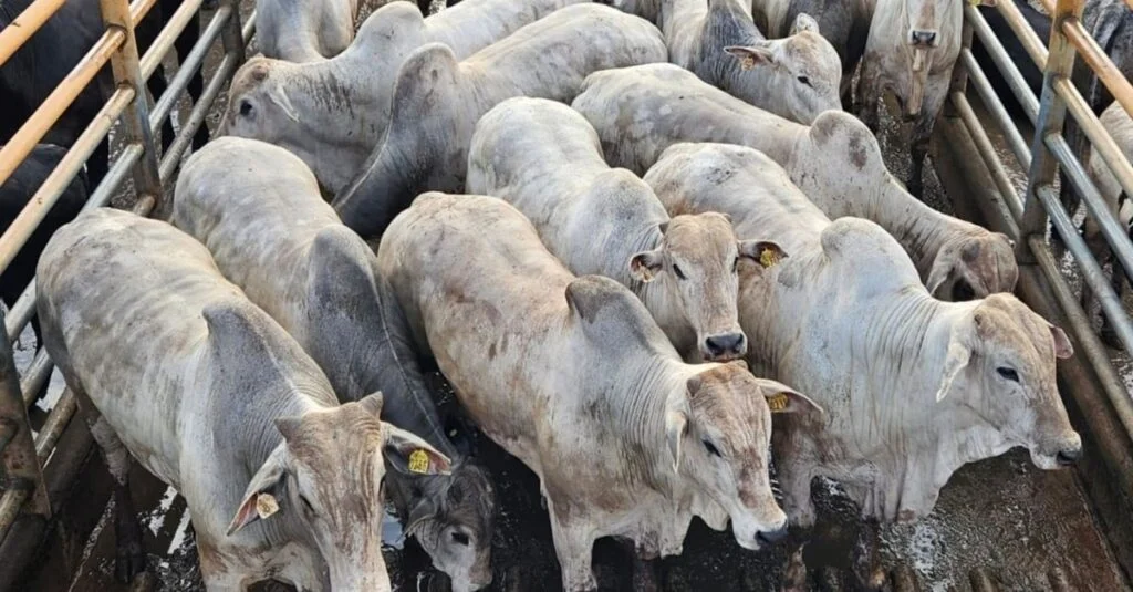 Gadão Nelore extremamente novo de 19@ é exemplo de excelência de carne em Minas