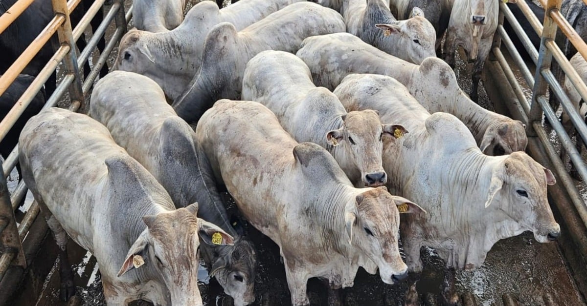 Gadão Nelore de 19@: carne de excelência em Minas.
