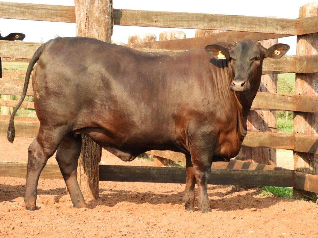 Gadão precoce pôs R$ 117 mi no bolso do pecuarista do MS em 2023 — CompreRural