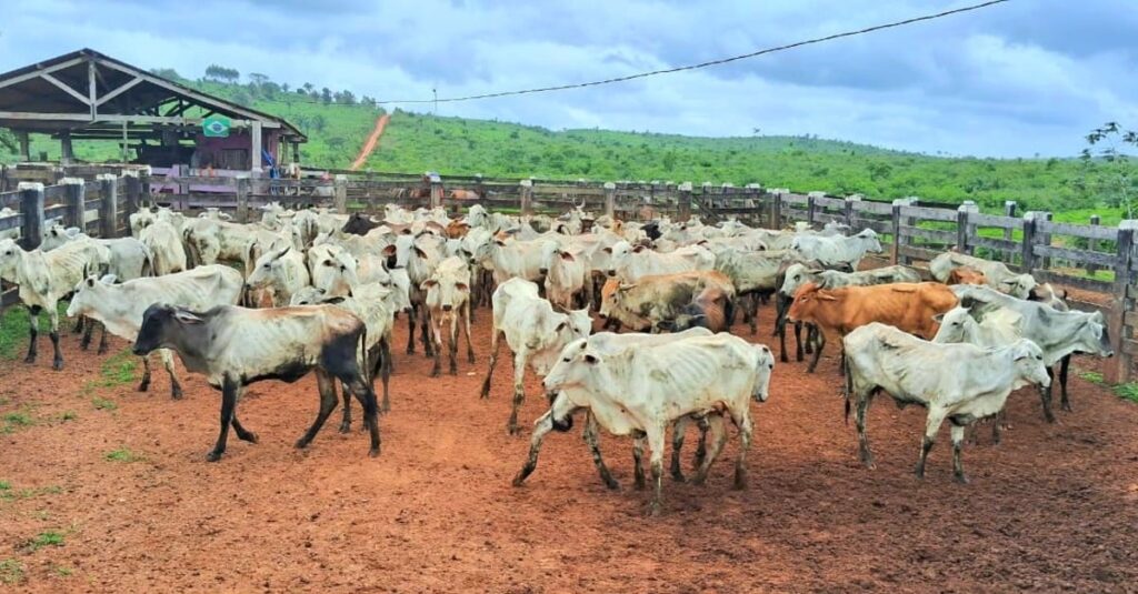 Gado nelore apreendido em operação doado. 14 Viu esta? Gado nelore apreendido em operação é doado a pequenos criadores