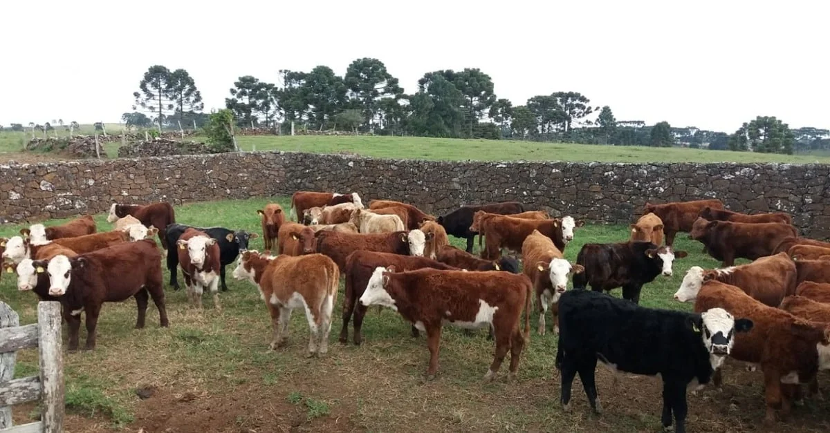 Gaúchos surpreendem na pecuária 15 Pecuária top: gaúcho tem média de 4 UA na fazenda enquanto média Brasil não chega a 1 UA