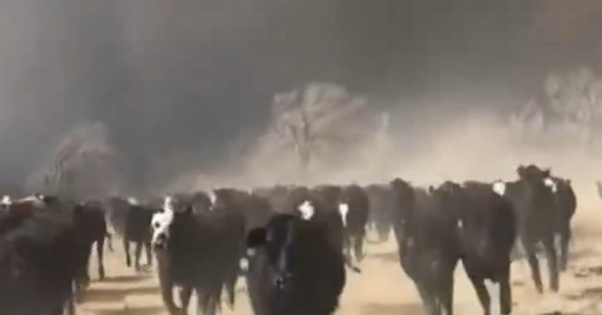 Gigantesco incêndio ameaça rebanhos nos EUA