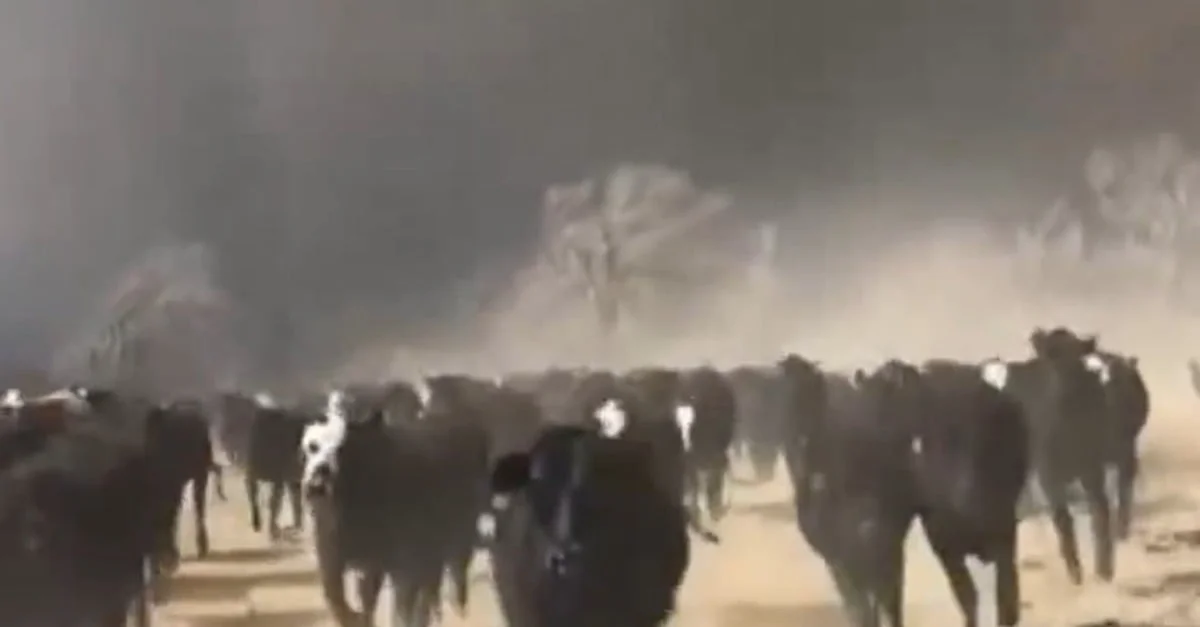 Gigantesco incêndio ameaça rebanhos nos EUA 11 Incêndio colossal ameaça uma das principais áreas de criação de gado dos EUA