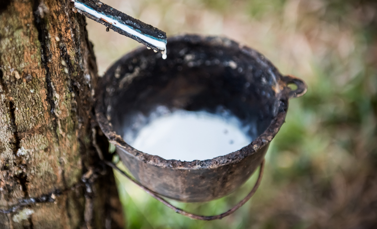 governo anuncia r 70 mi para preco da borracha 1