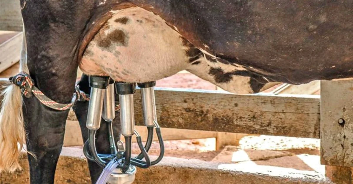 Produção brasileira de leite vai colapsar, diz presidente da Faesp