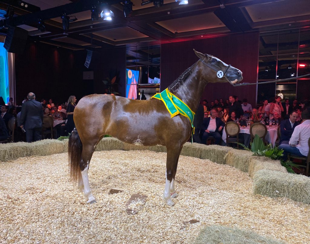 Haras Tarlim: recordes no Mangalarga!