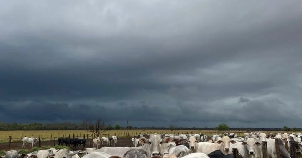 Instabilidade climática persiste: saiba como isso impacta a agropecuária