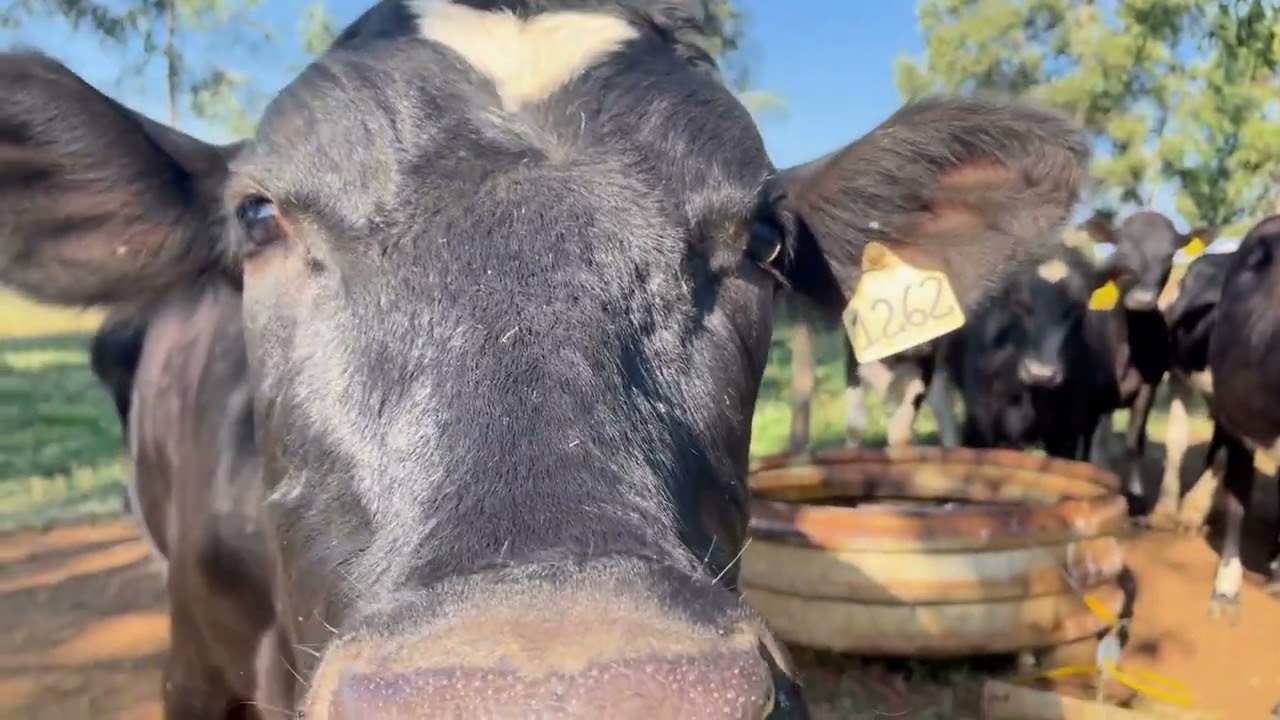 indicadores de consumo de agua auxiliam produtor de leite a melhorar gestao da agua na propriedade