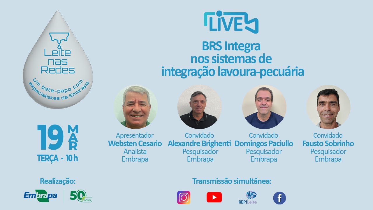 leite nas redes brs integra nos sistemas de integracao lavoura pecuaria