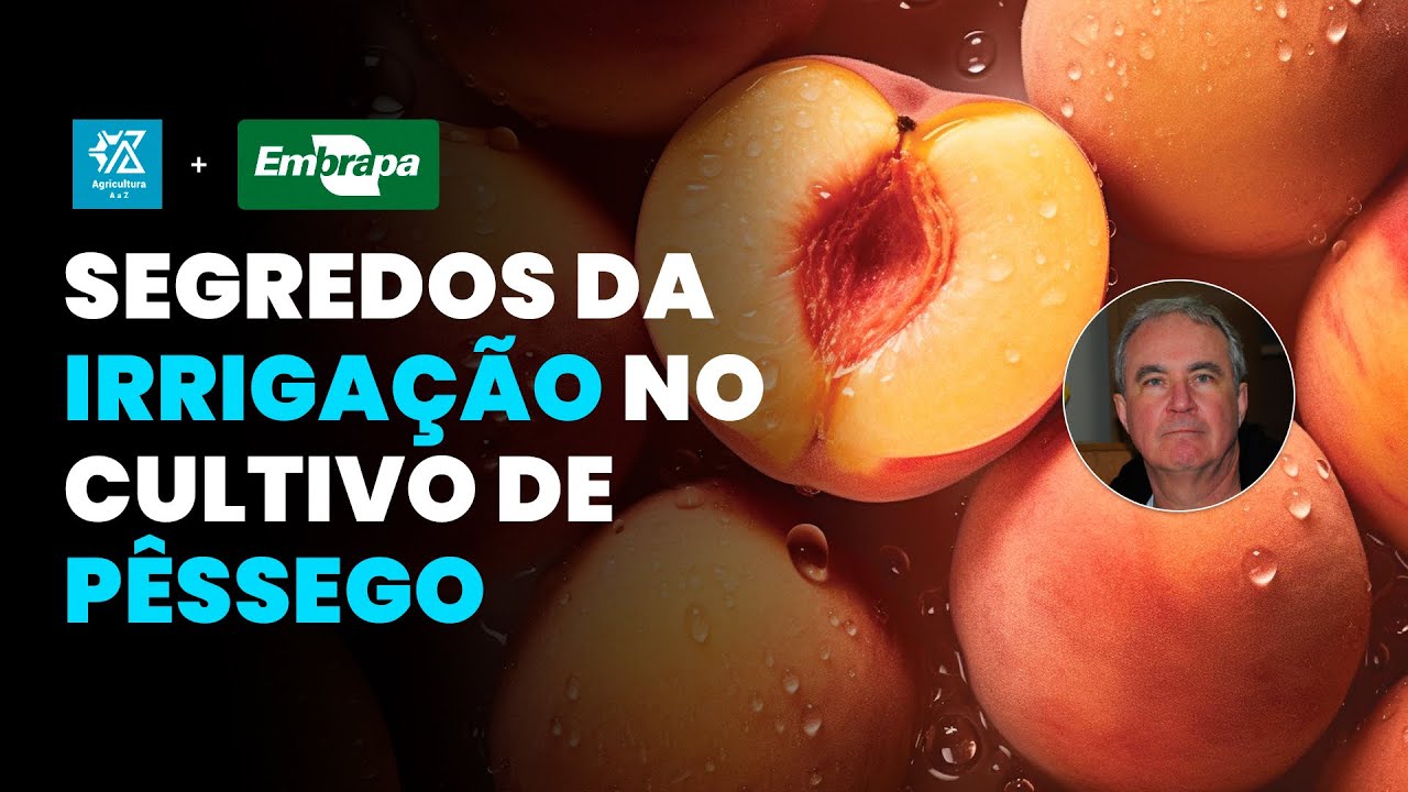manejo da irrigacao no pessego estrategias eficientes