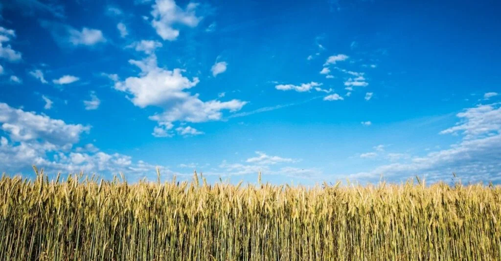 Mercado Agropecuário- Novidades! 1 mercado agropecuario novidades