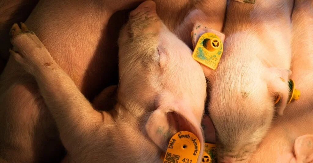 Mercado da carne em transformação 2 Preços do boi em queda, suínos em alta e frango pressionado