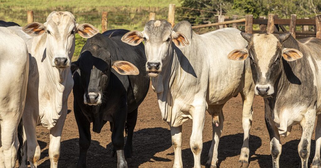 mercado interno segue sem potência, informa Scot • Portal DBO