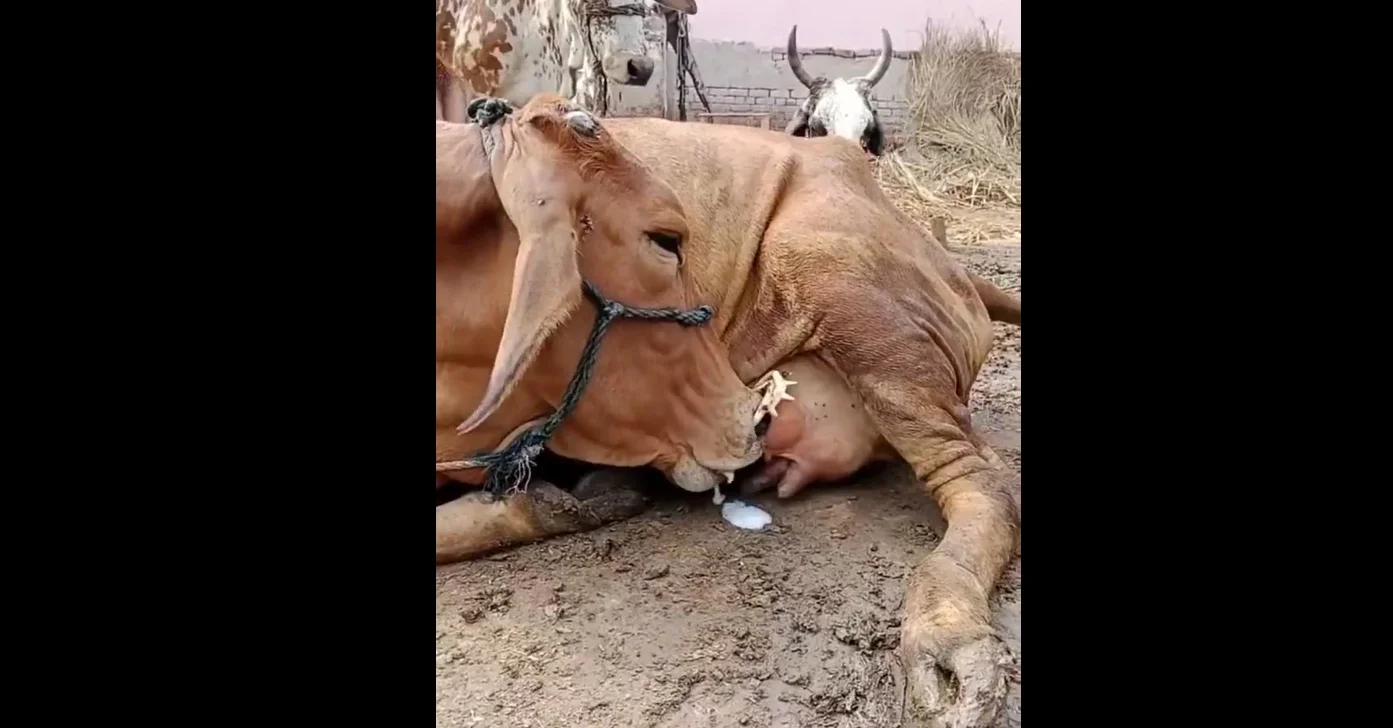 Mistério no campo: vaca se alimentando de forma inusitada! 14 Vídeo intrigante: vaca aparece deitada mamando seu próprio leite