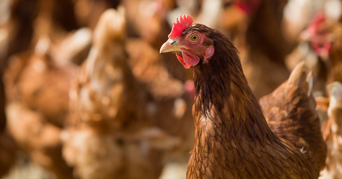 Mistério no Mar Vermelho!