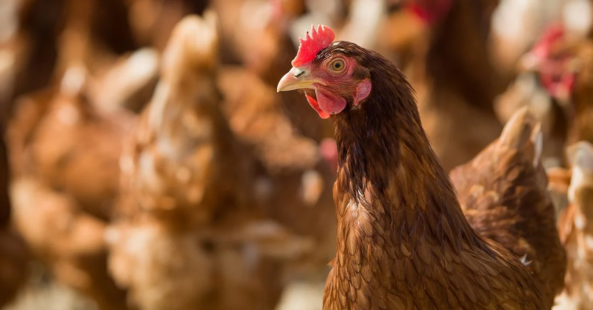 Mistério no Mar Vermelho! 34 tensão no Mar Vermelho preocupa setor avícola nacional • Portal DBO