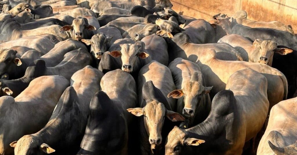 Gadão pesado e confinado é destaque no interior de Mato Grosso