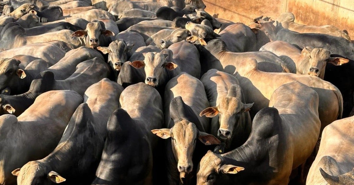 Gadão pesado e confinado é destaque no interior de Mato Grosso