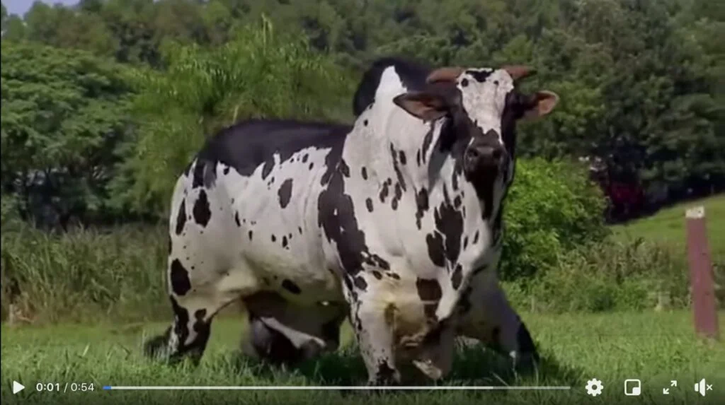 Morre touro Nelore Pintado, o mais bonito do Brasil? 🤔🐂 7 badejo fiv gc da sao lourenco