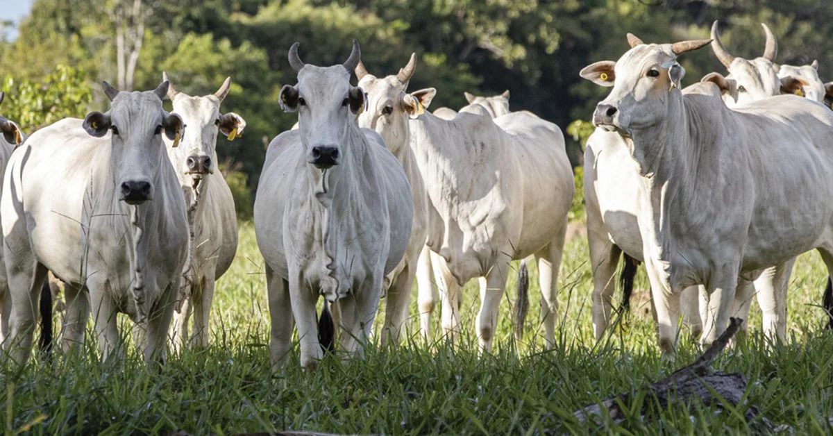 MT reduz fortemente plantel de fêmeas! 10 MT reduz fortemente plantel de fêmeas com idade para reprodução • Portal DBO