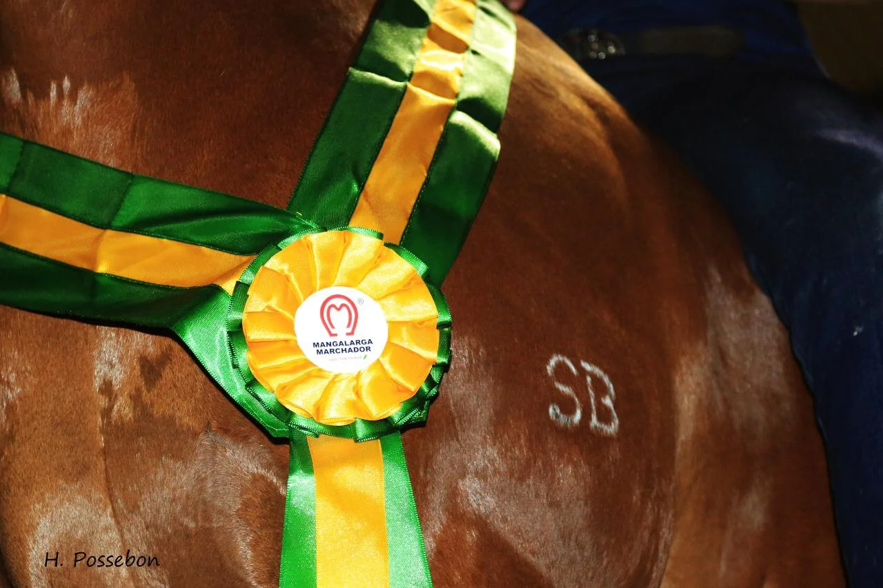 Mulheres ao mar- Descubra a data da Expo Mangalarga! 1 ABCCMM define data para 41ª Exposição Nacional do Cavalo Mangalarga Marchador