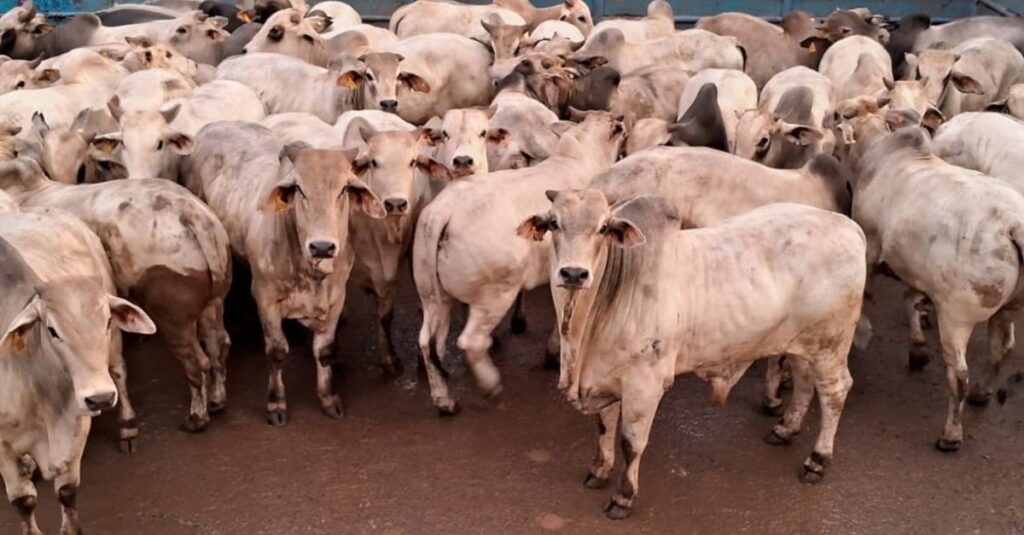 Nelore, Machos Brahman- Muito mais que carne. 3 Brahman e Nelore: garrotada F1 é fenômeno com mais de 57% de rendimento de carcaça em MS