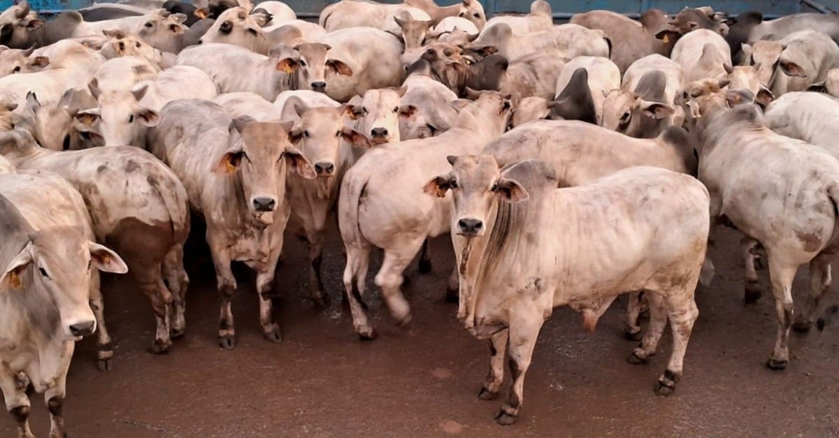 Nelore, Machos Brahman- Muito mais que carne.