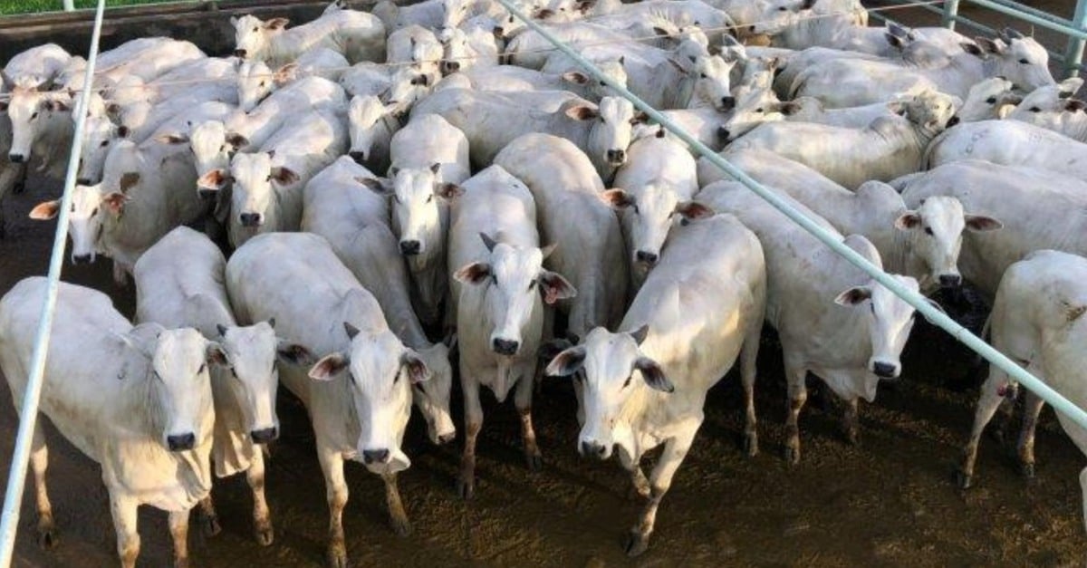 Nelore: novilhas com padrão de peso e acabamento impecáveis em MT.