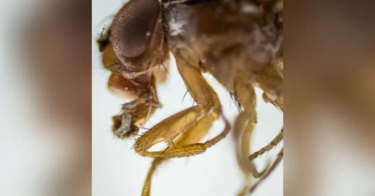 Nova praga ameaça frutíferas em SC 12 Pesquisadores identificam nova praga de frutíferas em SC