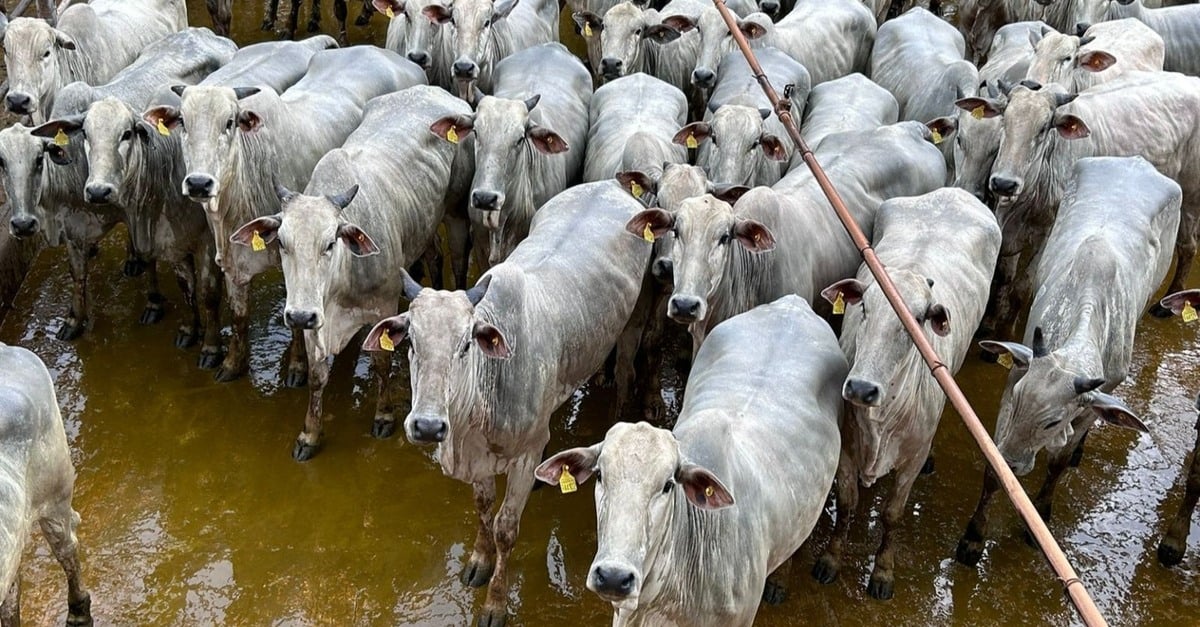 Novilha- Carne de novilho garantida para a Europa.