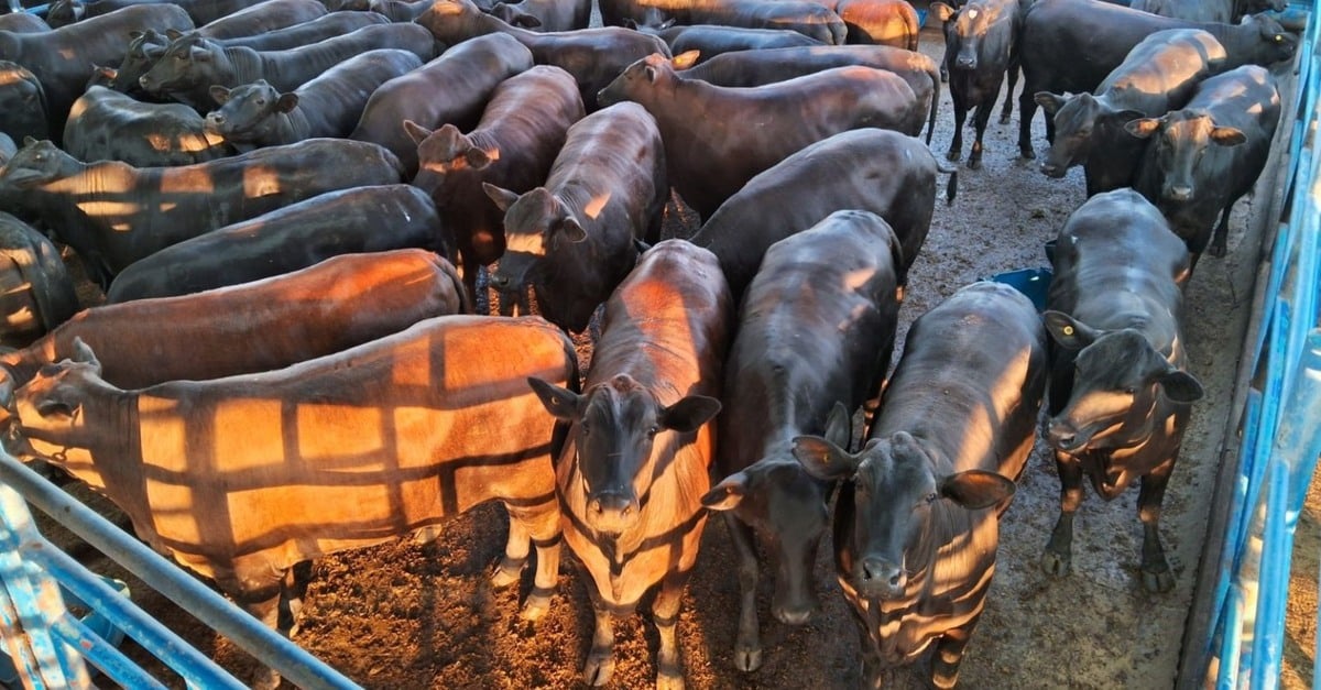 Novilhada choca com surpresa!