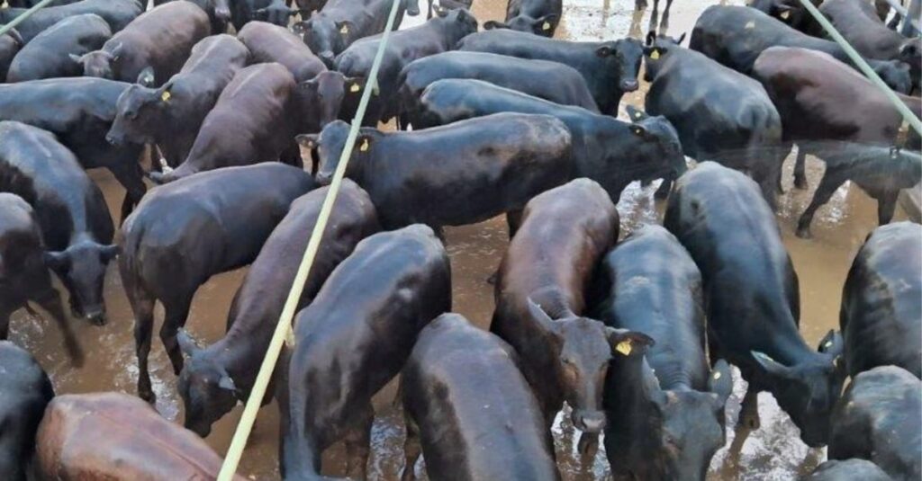 “Régua alta no Angus!” Novilhada semiconfinada é destaque em MT