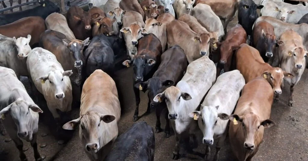 Novilhada surpreendentes: zero dentes, menos de 18 meses! 15 Novilhada zero dentes com menos de 18 meses de idade impressionam pela qualidade