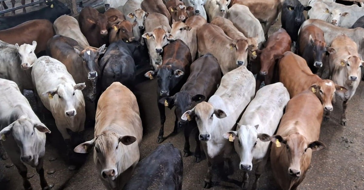 Novilhada surpreendentes: zero dentes, menos de 18 meses!