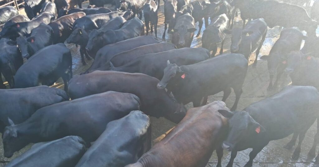 Novilhas com quase 18@ em MS: uma exclusividade do pecuarista de carne premium. 4 Gadão de carne premium: pecuarista de MS termina novilhas com quase 18@ em MS