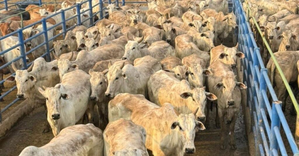 novilhas de alto padrao em rondonia 1