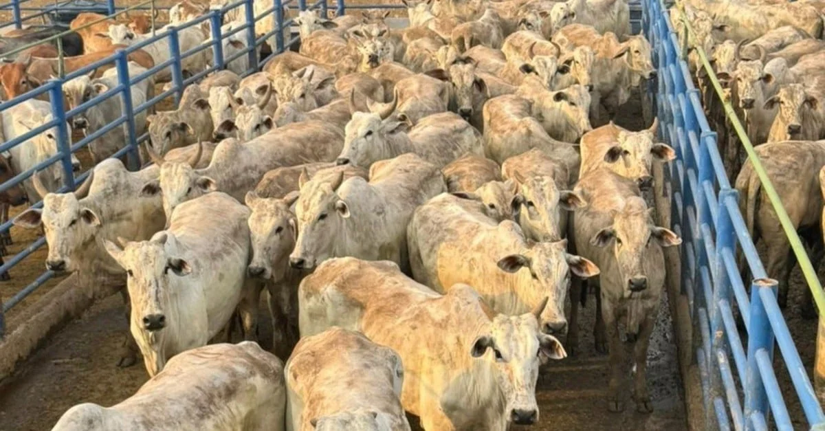 Novilhas de alto padrão em Rondônia 19 novilhas de alto padrao em rondonia 1