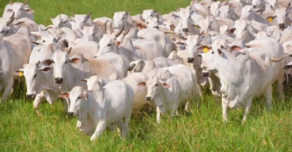 Novilhas Nelore: entenda as estratégias para evitar os problemas de parto