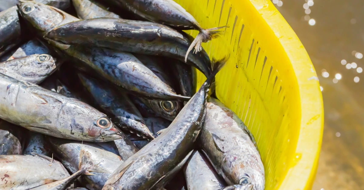 Novo mercado de pescados na África do Sul! 🐟 10 África do Sul abre mercado de importação para pescados
